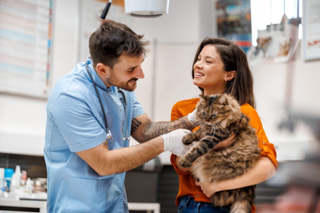 Veterinarian examining cat in veterinary clinic.Visit to veterinary clinic. Healthcare of your pet.